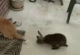 cat-dry-hump.gif