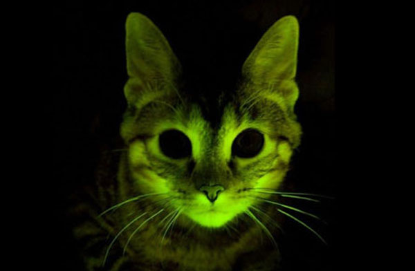 Glowing-cat.jpg