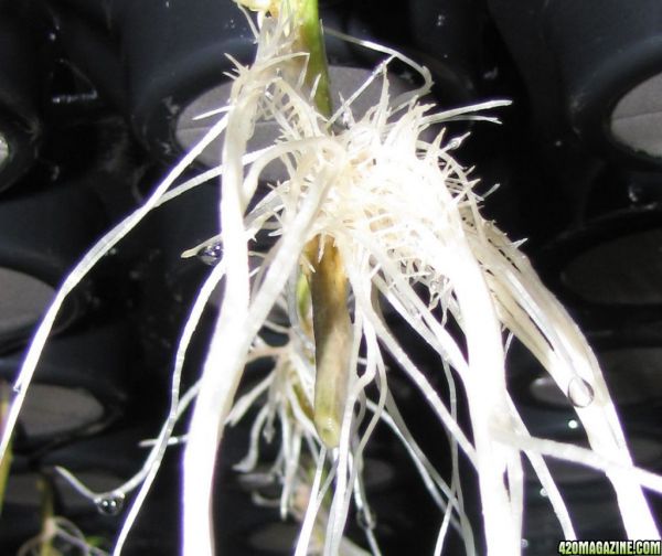 roots_close_up.jpg