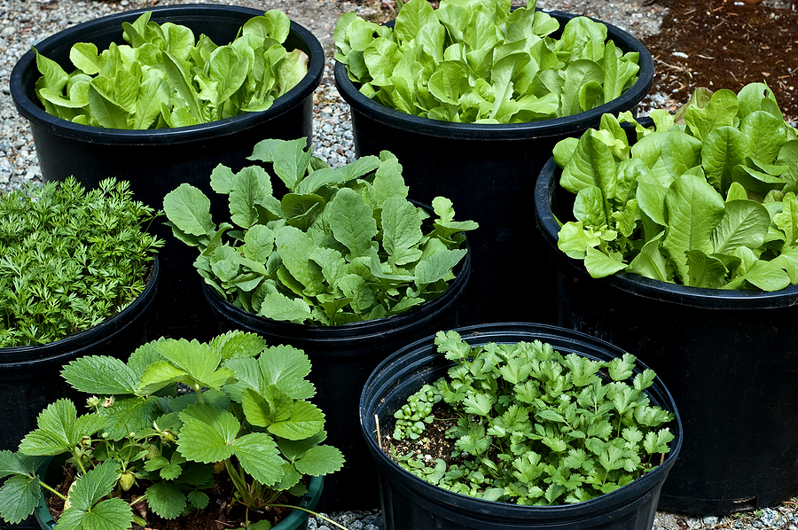 harvesttotable.com