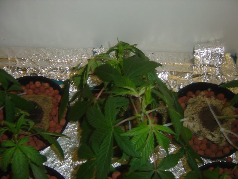 DSC00037.jpg