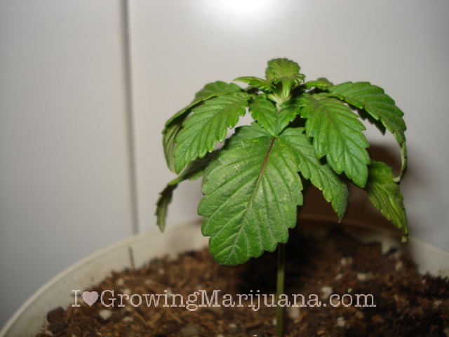 cannabis-ph-problems.jpg