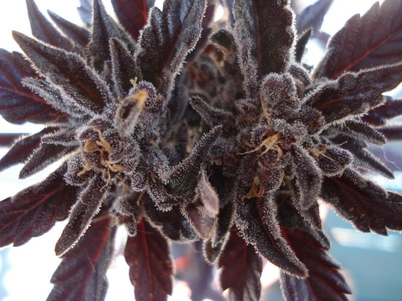 plant046.jpg