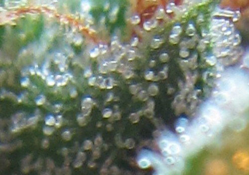7030566785_2f87be4d61.jpg