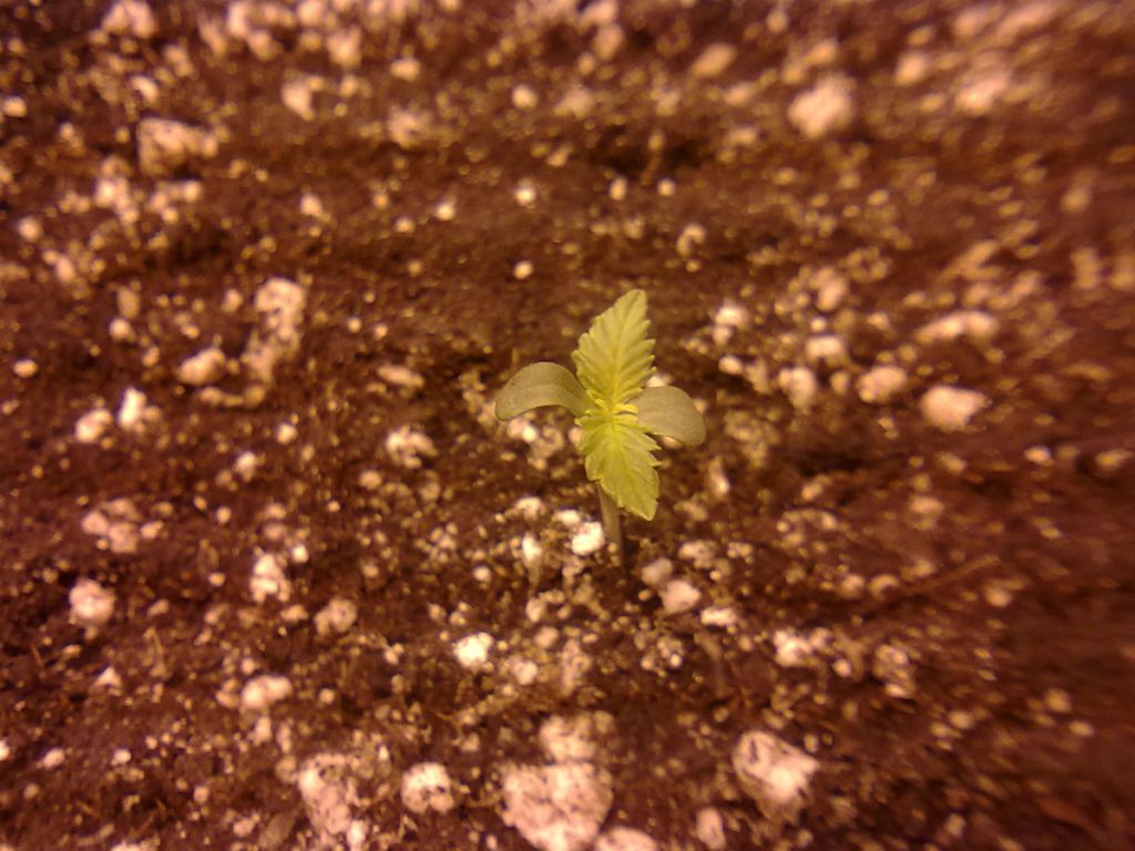 DAY3_PLANT1.jpg