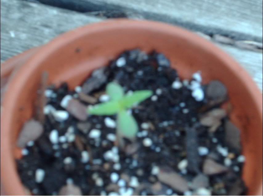 plant1.jpg