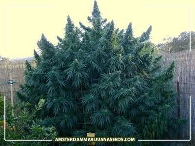 happy-outdoor-mix.jpg