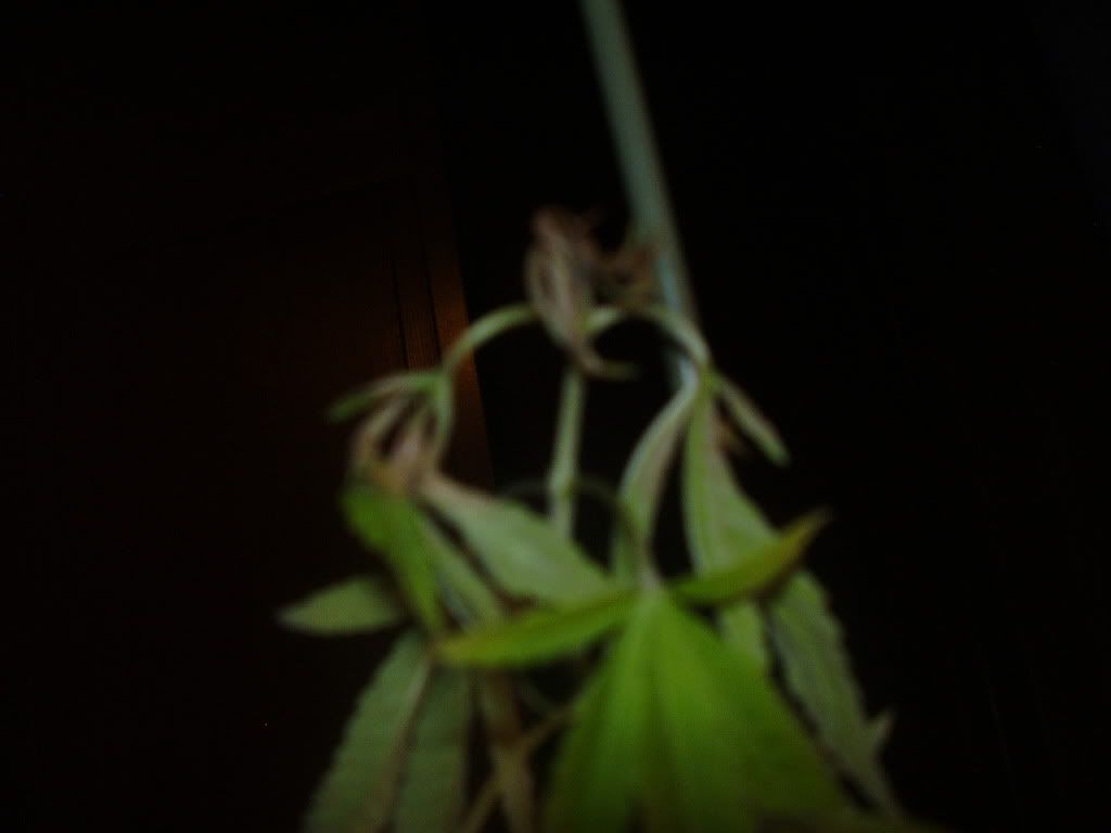 P1010098.jpg