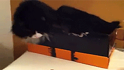 ZfKqqQx.gif