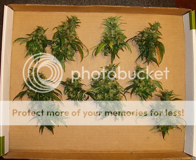 Chop3LST-boxpretrim.jpg