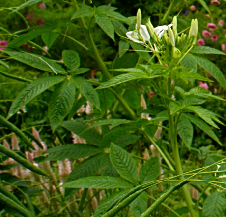 editCleome-leaves.jpg