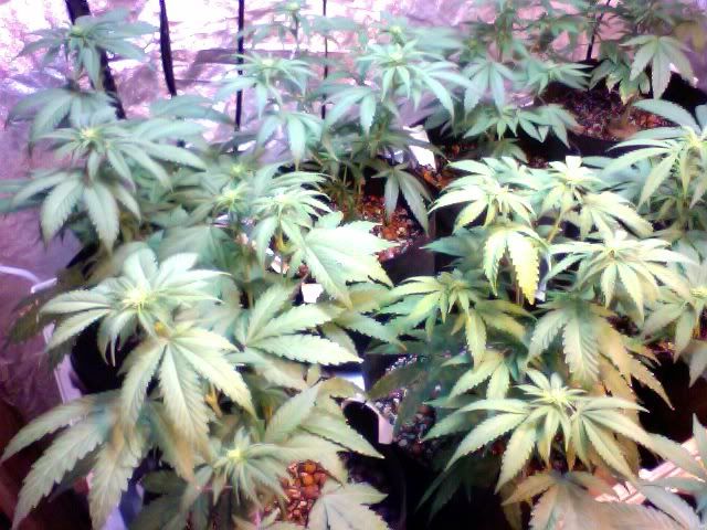 Photo78.jpg