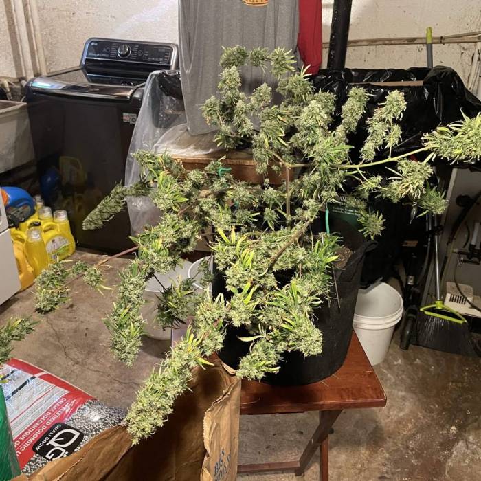 7577309_grow-journal-by-ehcndgrower_l.jpg