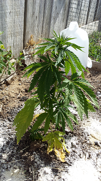 plant5.jpg