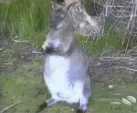 4QQpDbq.gif