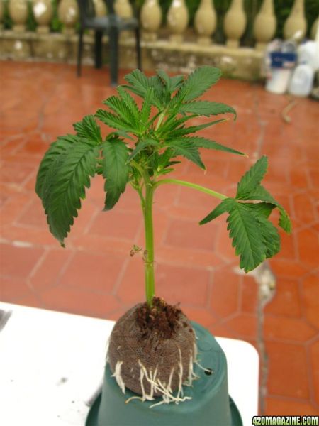 BB_CC_Clones_Sep18_018.jpg