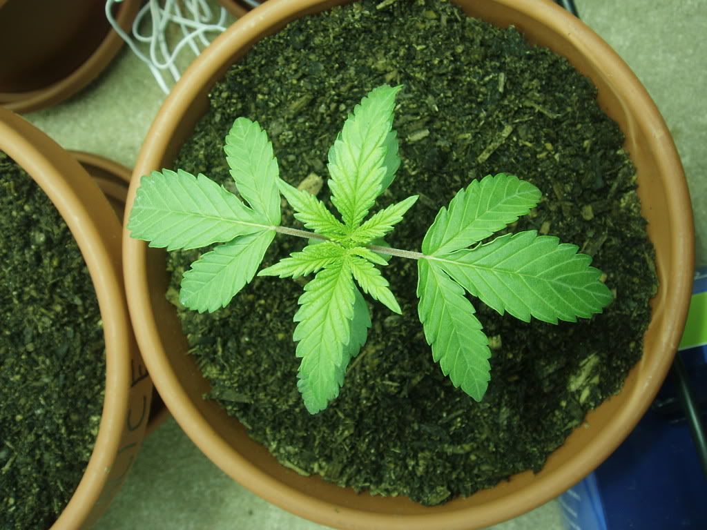 Champ2wk5dysDec6.jpg