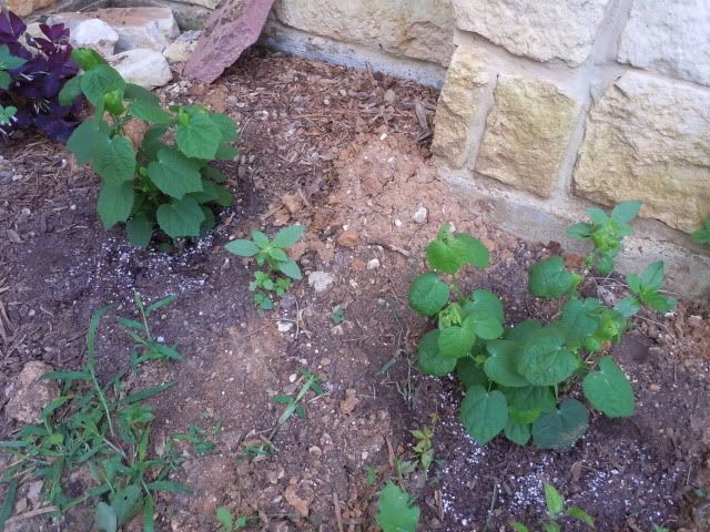 DSCN0728.jpg