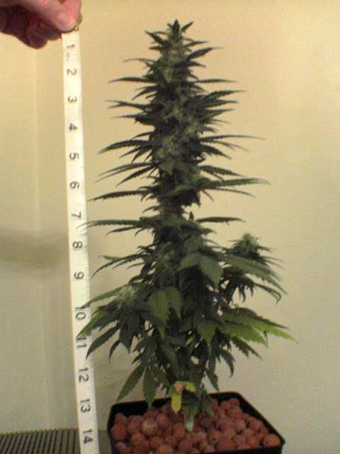 17712Picture_003.jpg
