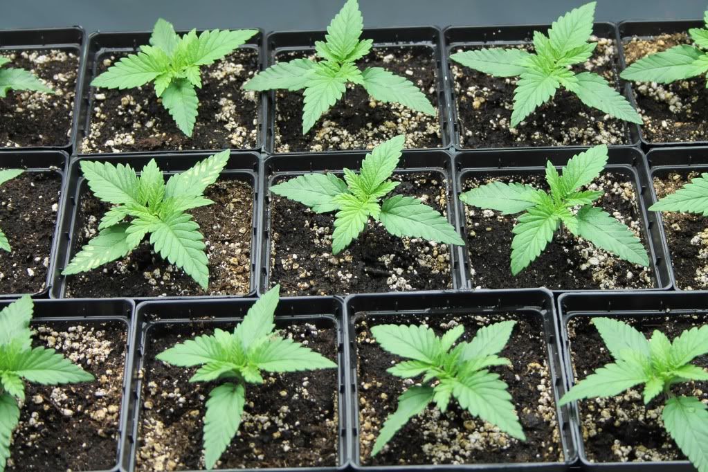 seedling4.jpg