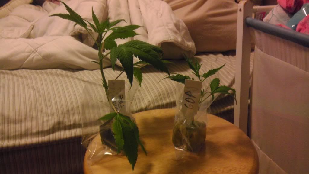 IMAG0164.jpg