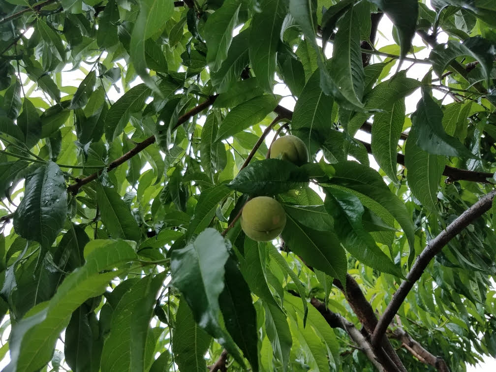 06132021peaches.jpg