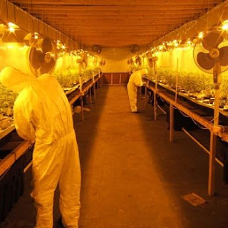 Cannabis+2.jpg