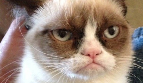 post-9139-Grumpy-Cat-breed-Snowshoe-Siam-yJ2b.jpeg