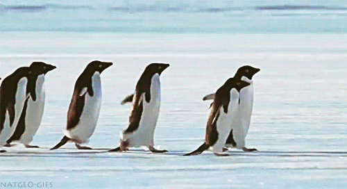t4qAEpM.gif