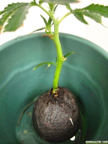 BB_CC_Grow_Update_Sep_13_032.jpg