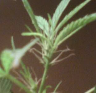 buds2.jpg