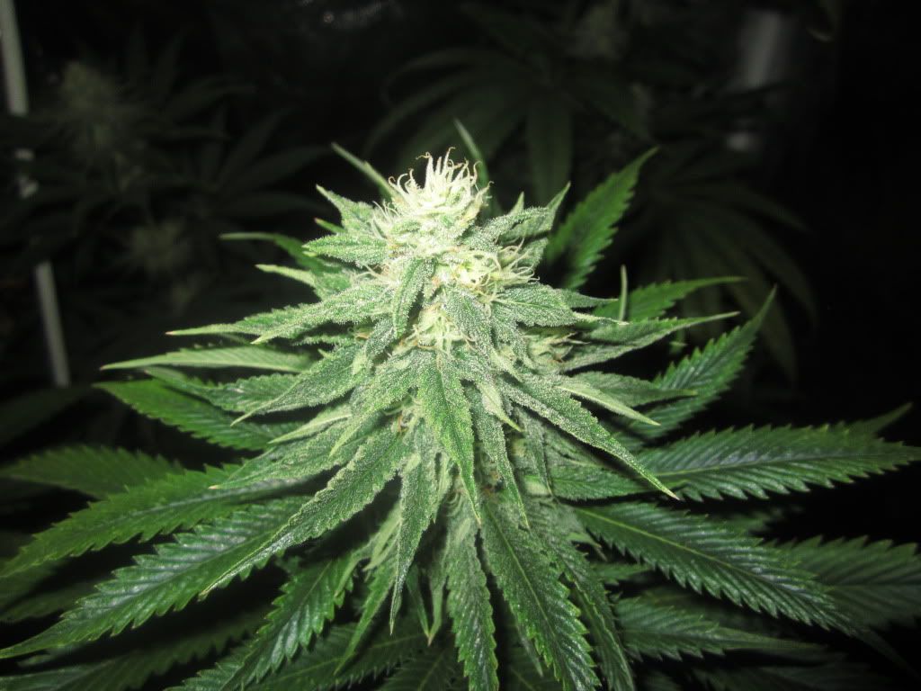 jjj011_zpsdd1fdd65.jpg
