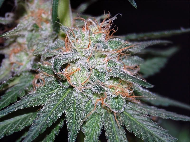 bubba_bud_00.jpg