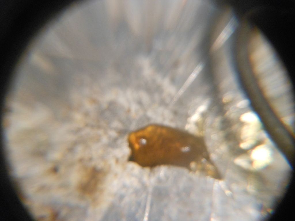 DSCN01431.jpg