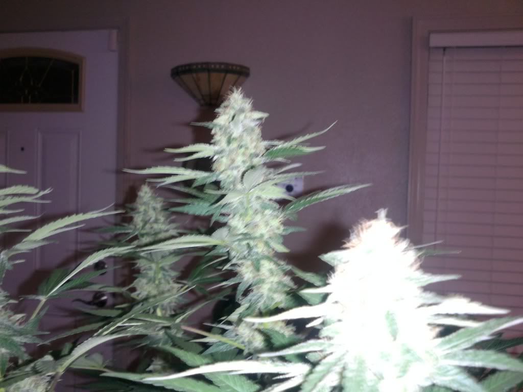 sage8weeksflower004.jpg