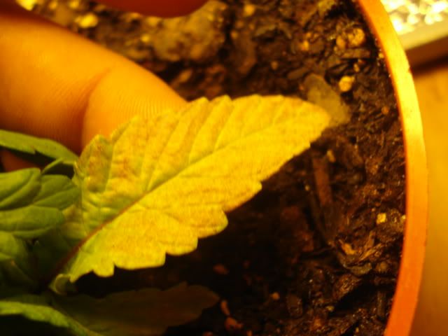 DSC05630.jpg