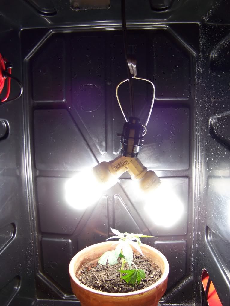 Weed005.jpg