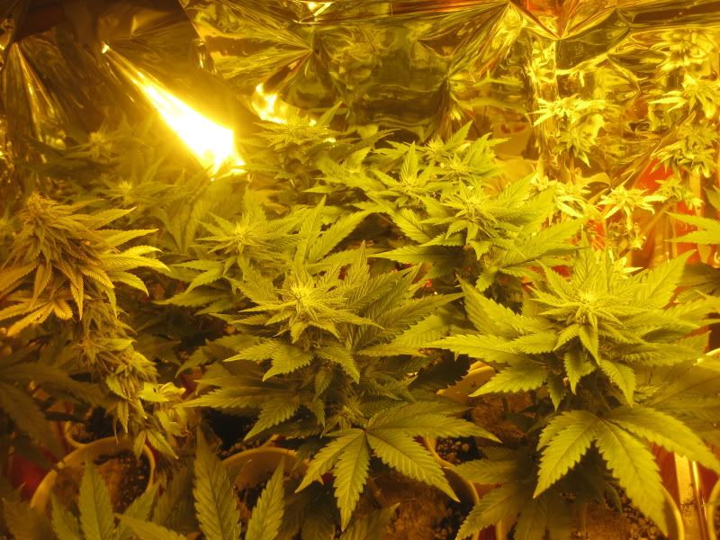 plants327.jpg