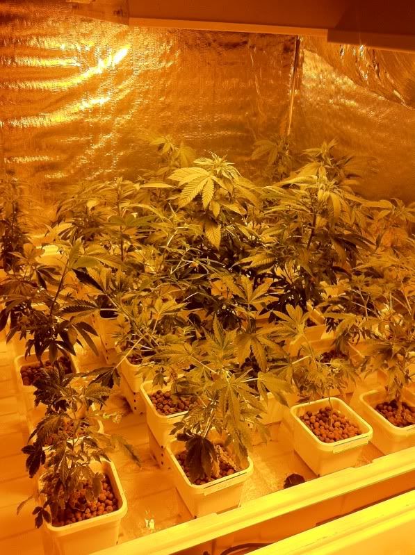 grow109.jpg