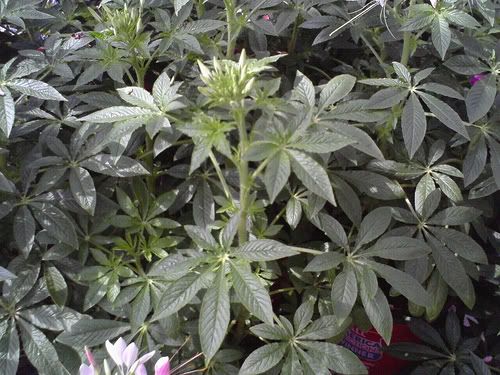 cleome.jpg