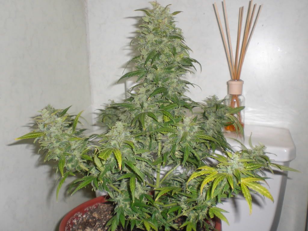 Dec1007.jpg