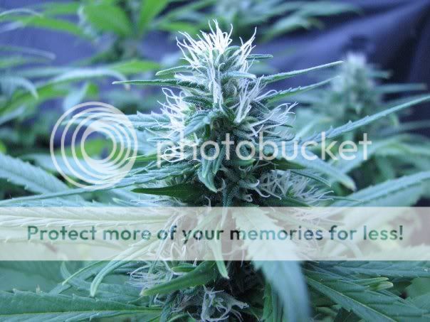 bud4.jpg