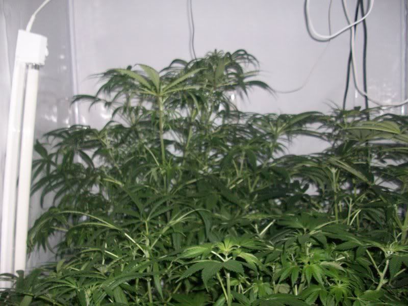 21daysflower001.jpg