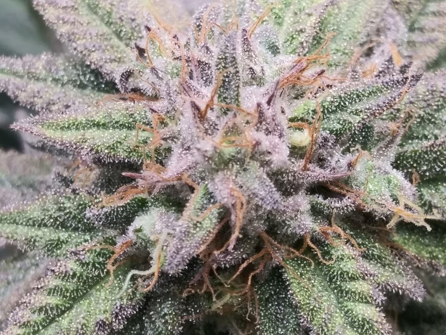 Qqs9Vpa.jpg