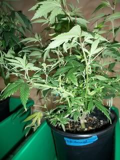 4-22-11017.jpg