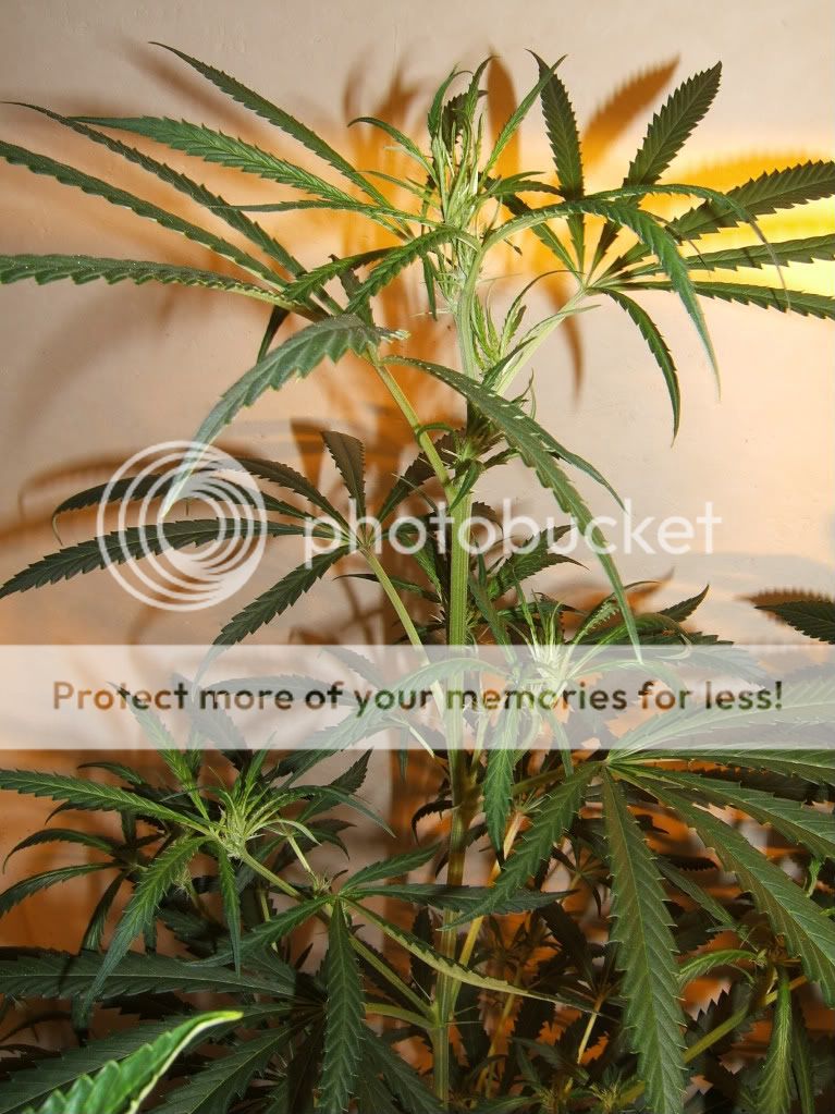 DSCF3091.jpg