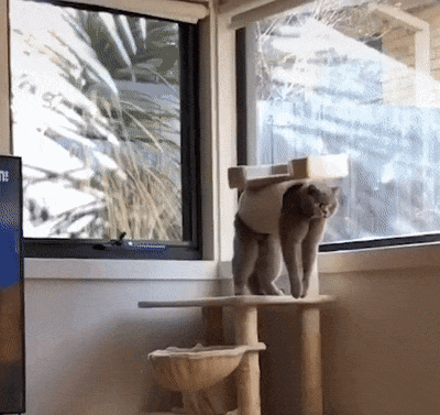 gifs_05.gif