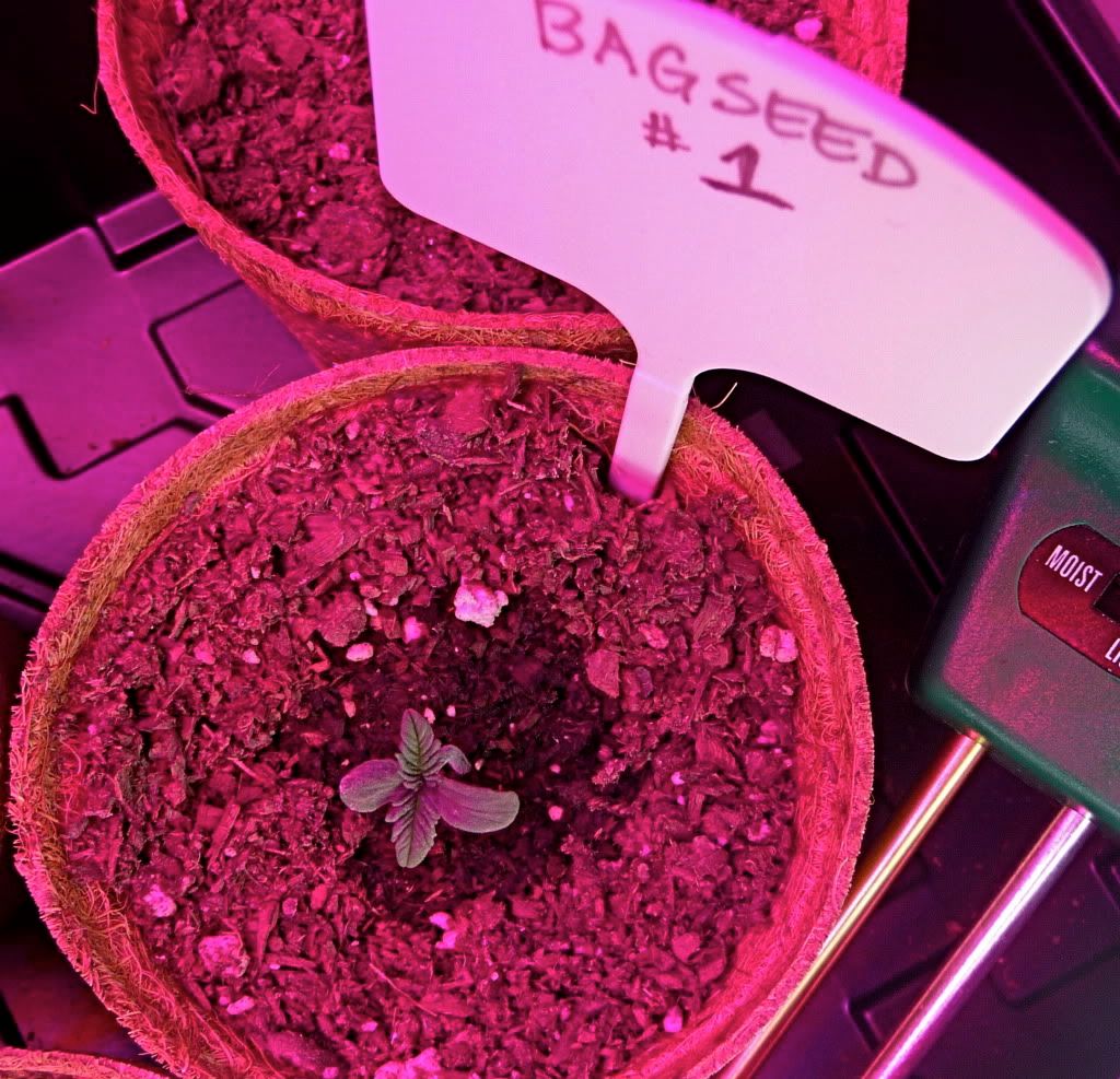 Bagseed1-22710.jpg