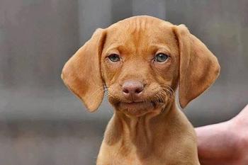 exasperated-puppy.jpeg