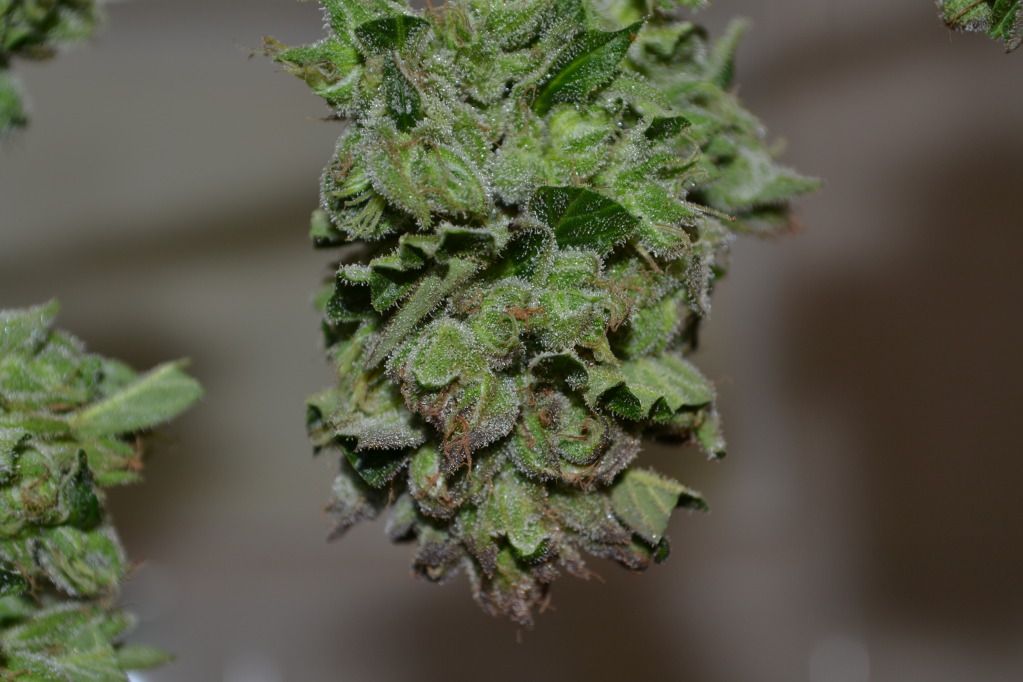 DSC_0005.jpg